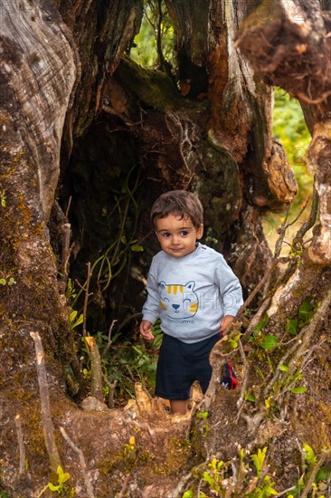 Fanal forest in Madeira