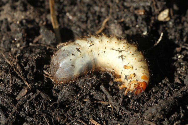 European june beetle