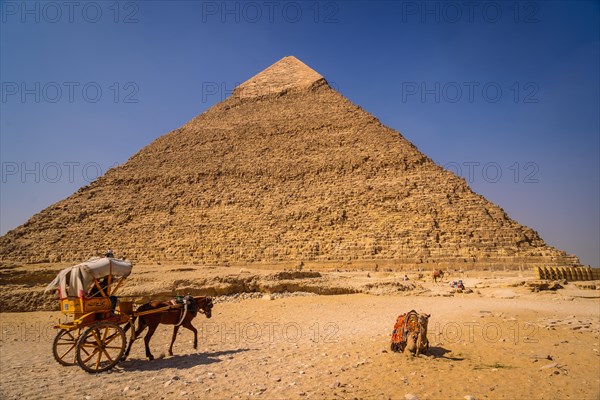 A camel sitting on the pyramid of Khafre. The pyramids of Giza the oldest funerary monument in the world. In the city of Cairo