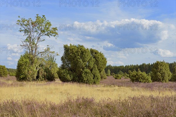 Heath landscape