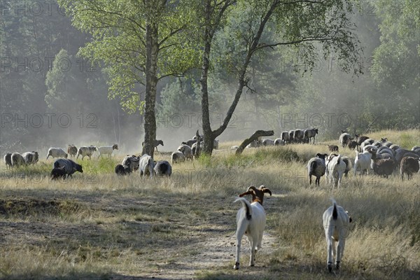 Heidschnucken and Boer goats