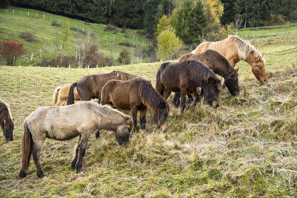 A herd of Icelandic horses in a pasture