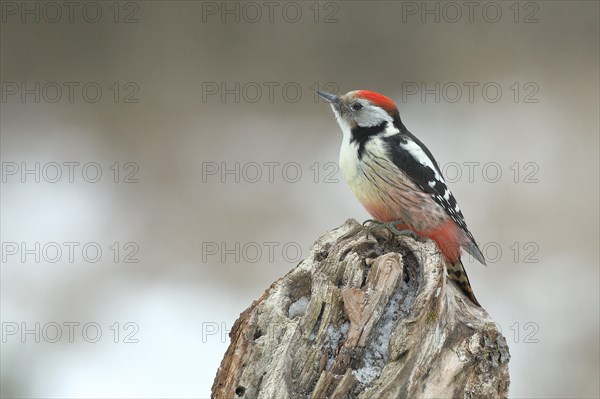 Middle Spotted Woodpecker