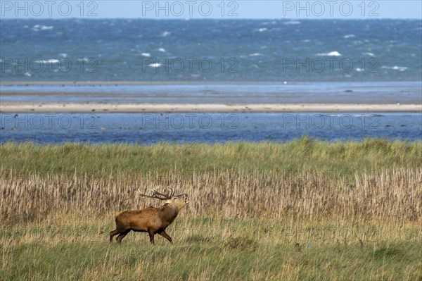 Red deer