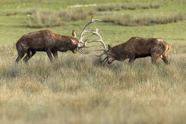 Red deer