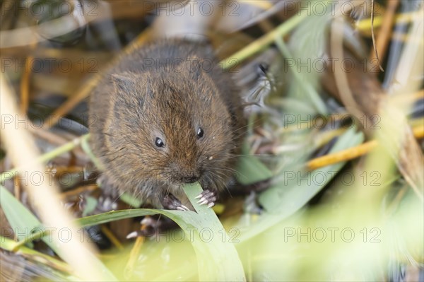 Water vole