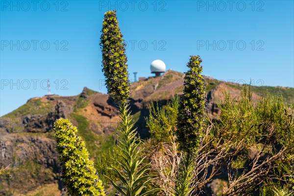 Plants on top of the Ninho da