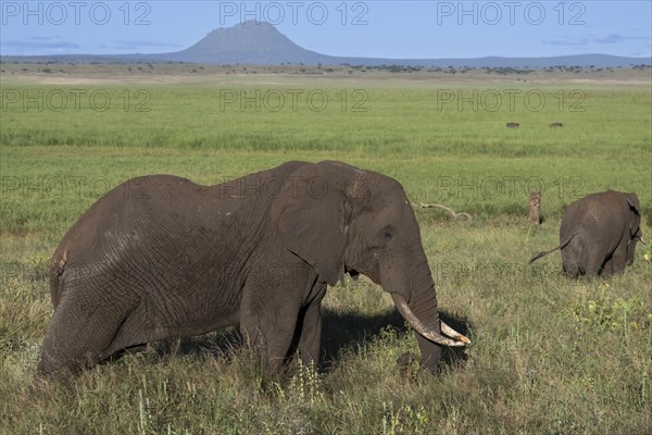 African elephant