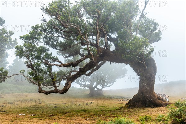 Fanal forest with fog in Madeira