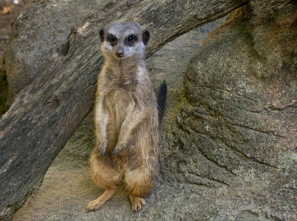 Cute meerkats