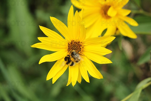 Large earth bumblebees