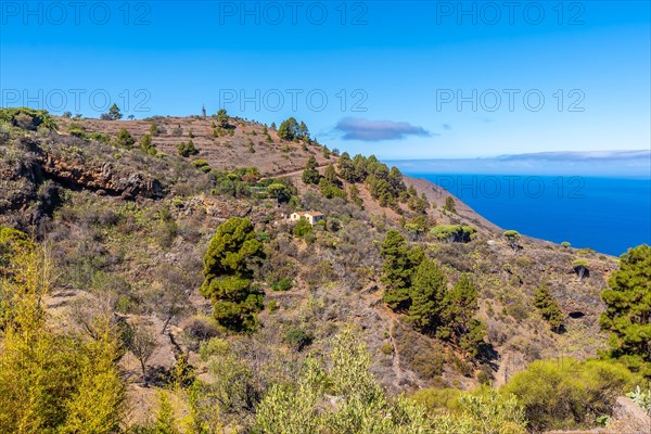 Las tricias trail and its beautiful dragon trees in the town of Garafia in the north of the island of La Palma