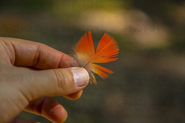 Lovely feather of a red macaw in Copan Ruinas. Honduras