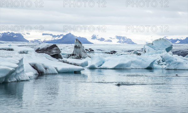 Three seals swimming in the frozen Joekulsarlon lake in August. Iceland