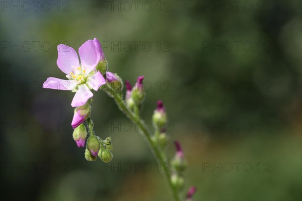 Venus flytrap