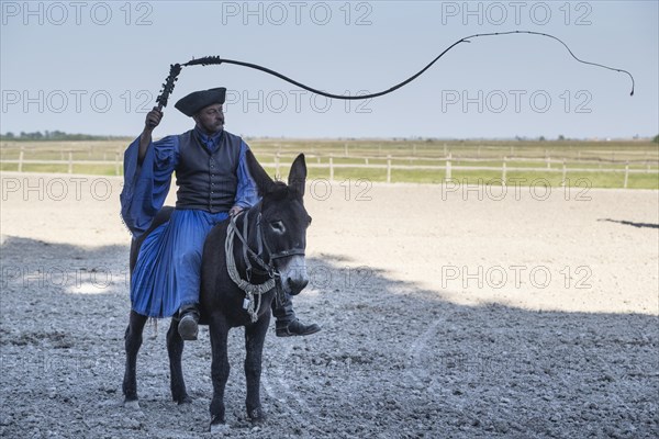 Cracking the whip with the Hungarian shepherd's whip on a donkey