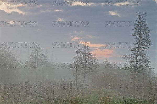 Young alder forest in the fog on the Peene at sunrise