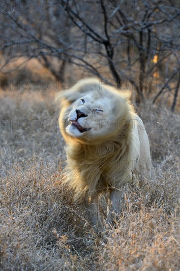 White lion