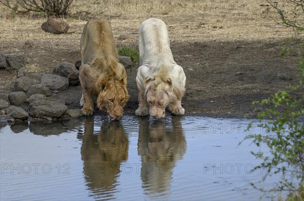 Lions