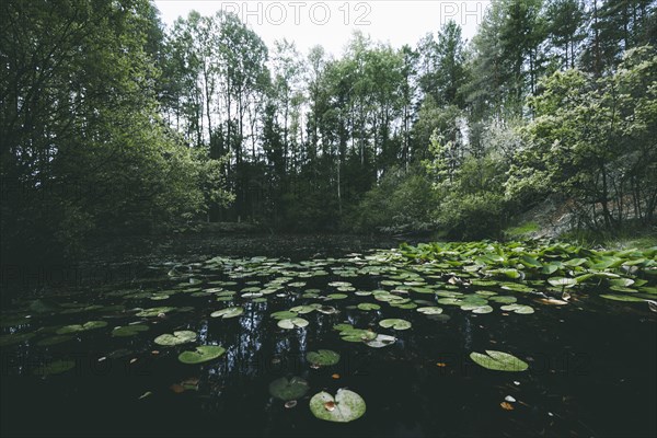 Moon ponds with lily pads