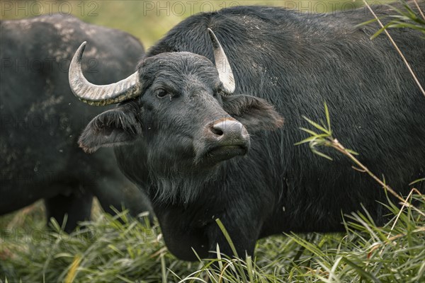 Water buffalo