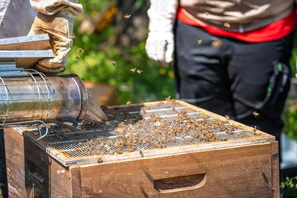 Bee boxes at the beekeeper