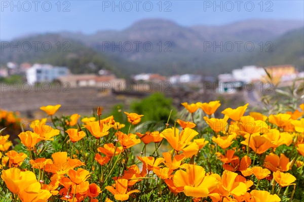 Beautiful orange flowers in the village of Vilaflor in the Teide Natural Park of Tenerife