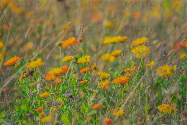 Pot Marigold