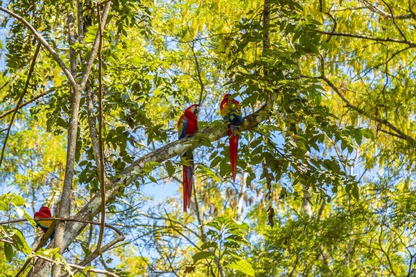 A couple of red macaws in Copan Ruinas. Honduras