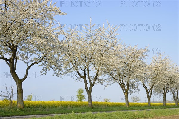 Blossoming cherries