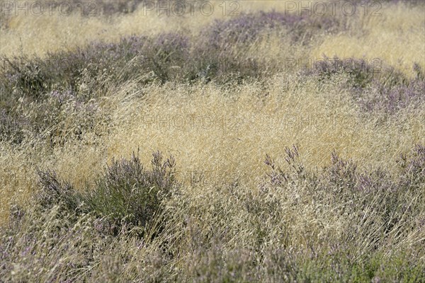 Heathland