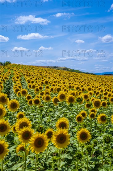 A beautiful field of sunflowers in a field of Castilla y Leon. Vertical photo