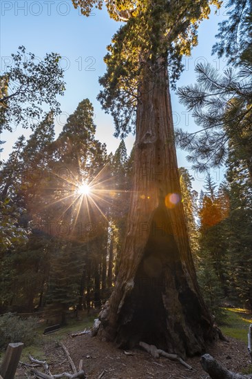 The General Grant Tree on a beautiful sunset in Sequoia National Park