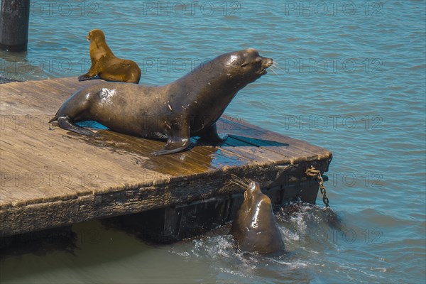 A freshly dried seal at Pier 39