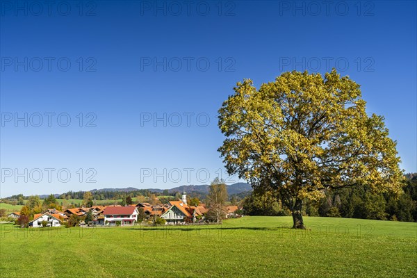 The village of Maierhoefen in the Allgaeu and a free-standing oak tree in a meadow in autumn. Forest in the background. Maierhoefen