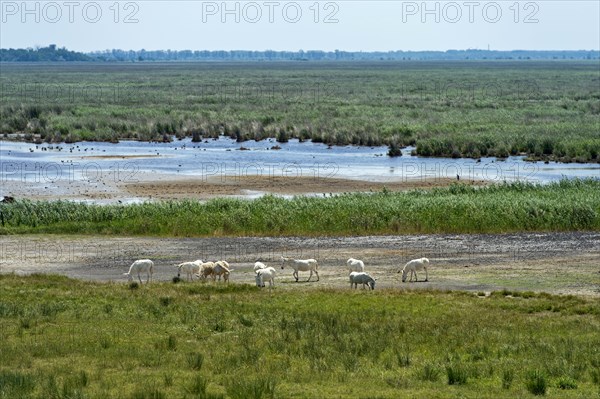 Herd of Austro-Hungarian White Baroque Asses