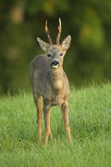 Roe deer