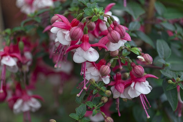 Fuchsias