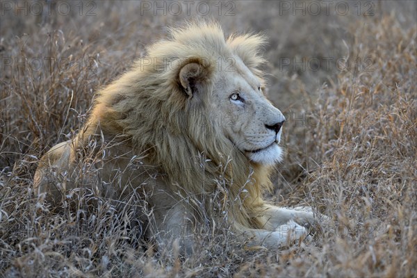 Portrait of a white lion