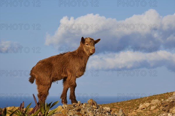 Brown goatling