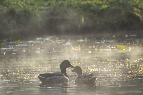 A pair of ducks swims on a pond in autumn. Morning mist rises from the water. Backlight