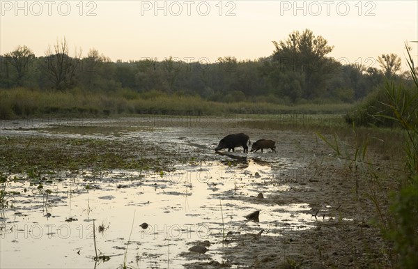 Wild boars