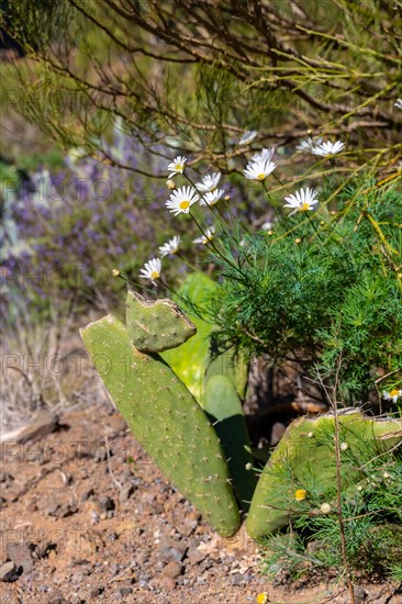 Natural vegetation in the mountain municipality of Masca in the north of Tenerife