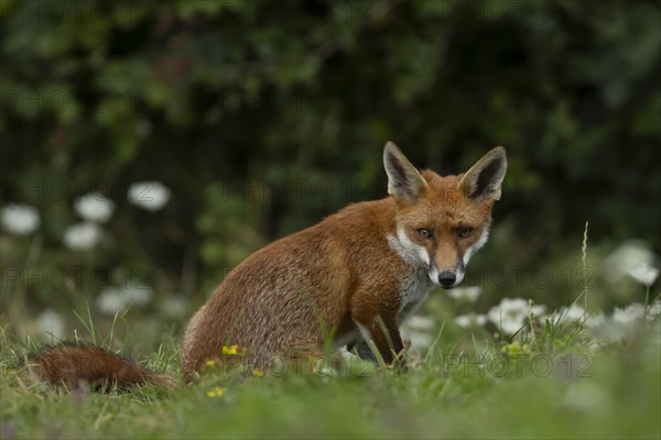 Red fox