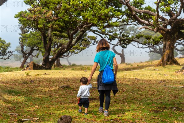 Fanal forest in Madeira