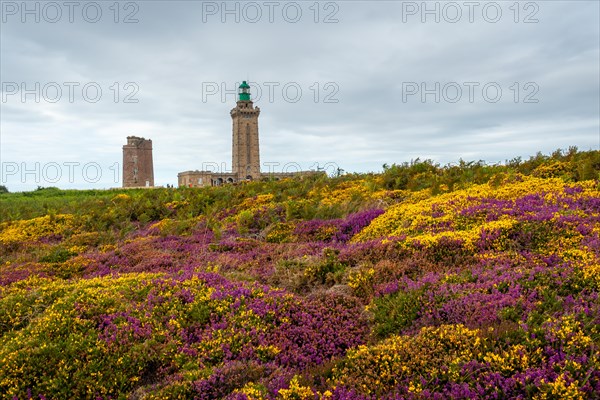 Purple and yellow flowers in summer in Phare Du Cap Frehel