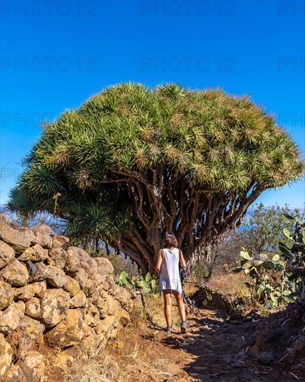 A young woman in a giant dragon tree on the Las Tricias trail. Garafia town in the north of the island of La Palma