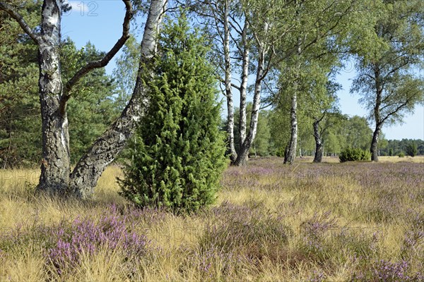 Heathland