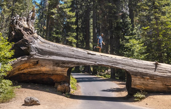 A man in Sequoia National Park