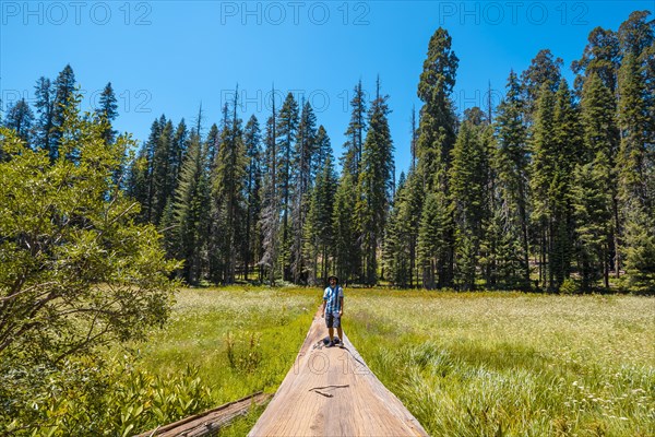 A young man sitting in a fallen tree where you can see A green field with many sequoias in the background in Sequoia National Park